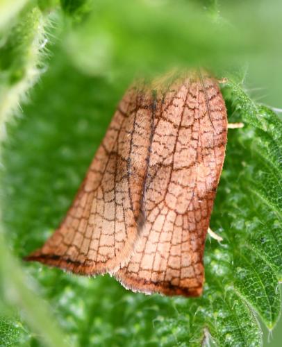 Réf. 268 236 : Archips podana